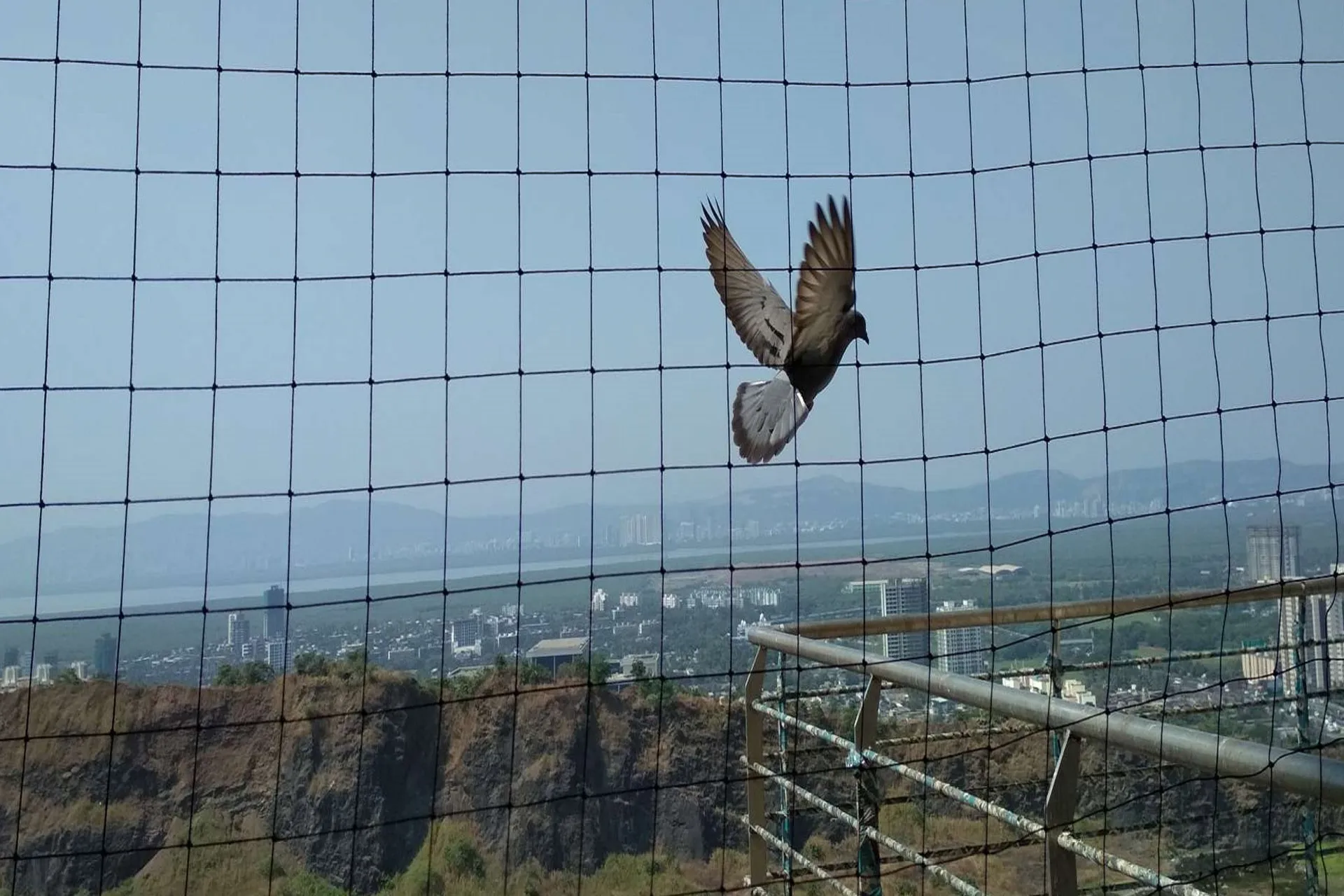 Bird Netting Service In Kharadi